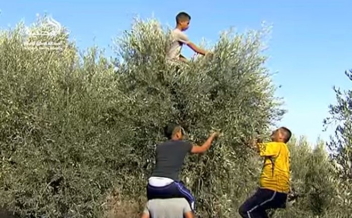 موسم قطف الزيتون في الضفة الغربية – حسن أبو الرب