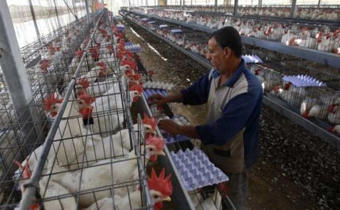 أتلفت وزارة الزراعة في غزة اليوم الأربعاء، نحو 17 ألف بيضة تفريج دجاج لعدم مطابقتها للموصفات القياسية المطلوبة من حيث وزن البيضة الواحدة.

وقالت الزراعة في بيان