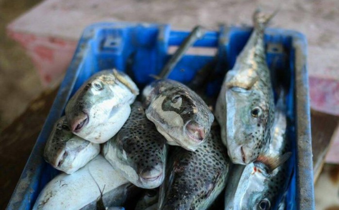 سمك الأرنب السام والممنوع تداوله في الأسواق بقطاع غزة